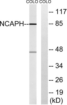 hCAP-H antibody