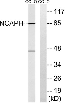 hCAP-H rabbit pAb
