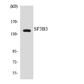 SF3b130 antibody