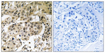 HP1α (phospho Ser92) rabbit pAb