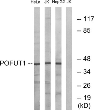 O-FucT-1 antibody