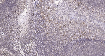 c-Fos (phospho Ser374) rabbit pAb