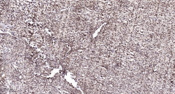 Fos B (phospho Ser27) rabbit pAb