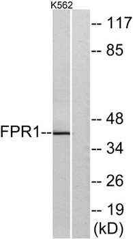 FPR1 antibody