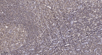FPR1 rabbit pAb