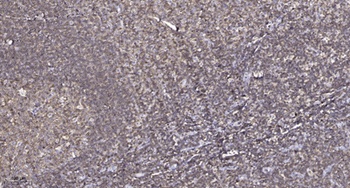 FPR1 antibody