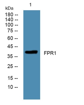 FPR1 rabbit pAb