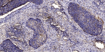 Cdc42EP4 rabbit pAb