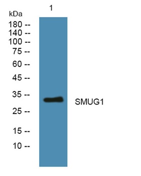 SMUG1 rabbit pAb Antibody