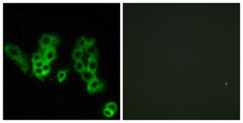 Encephalopsin antibody