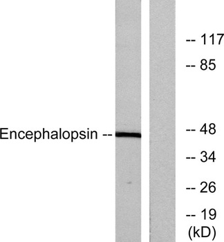 Encephalopsin rabbit pAb