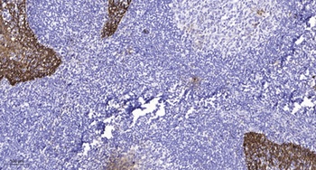 Encephalopsin rabbit pAb