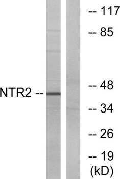 NTR2 antibody