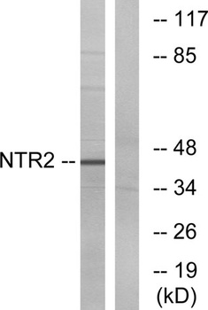 NTR2 rabbit pAb
