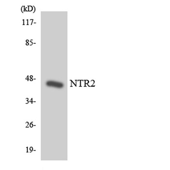 NTR2 antibody
