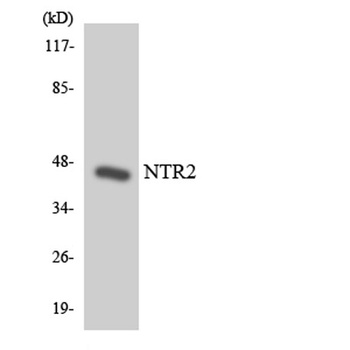 NTR2 rabbit pAb