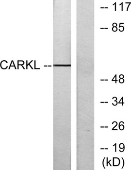 CARKL rabbit pAb