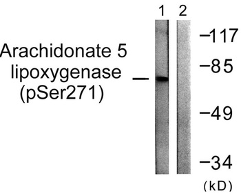 5-LO (phospho Ser272) rabbit pAb