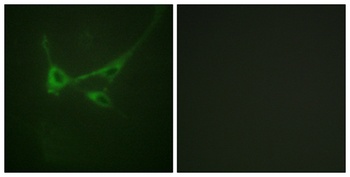 mTOR (phospho Ser2481) rabbit pAb