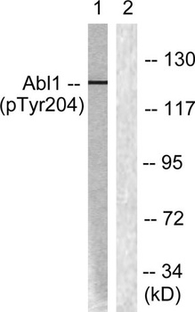 Abl1 (phospho-Tyr204) antibody