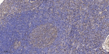 Abl1 (phospho Thr735) rabbit pAb