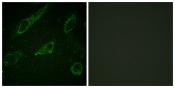 c-Abl (phospho Tyr245) rabbit pAb