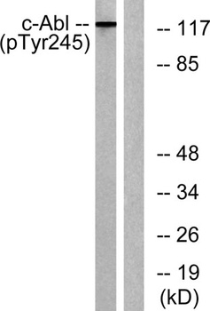 c-Abl (phospho Tyr245) rabbit pAb