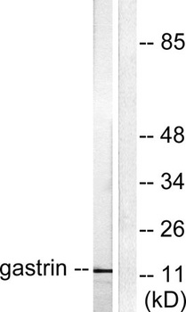 Gastrin rabbit pAb