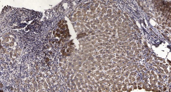 FUT2 rabbit pAb Antibody