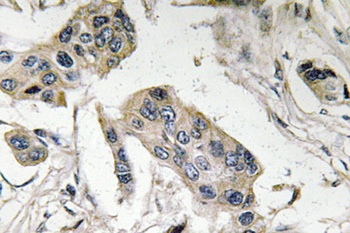 CD15 rabbit pAb