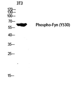 Fyn (phospho Tyr530) rabbit pAb