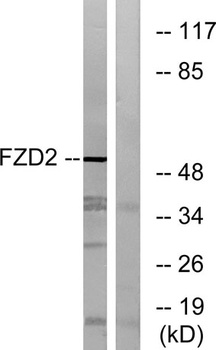 Frizzled-2 rabbit pAb