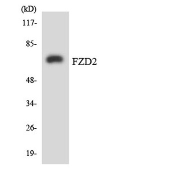 Frizzled-2 antibody