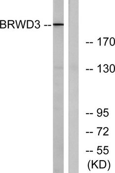 BRWD3 antibody