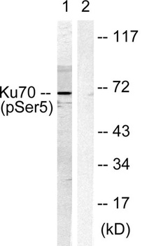 Ku-70 (phospho Ser5) rabbit pAb