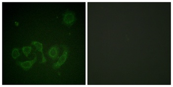 Gab 1 (phospho-Tyr659) antibody