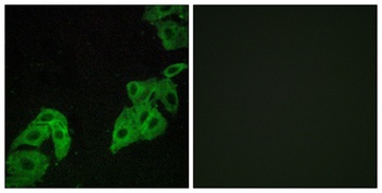 Olfactory receptor 4C3 rabbit pAb