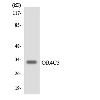 Olfactory receptor 4C3 rabbit pAb