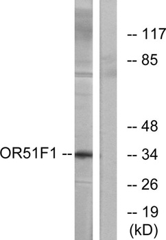 Olfactory receptor 51F1 antibody