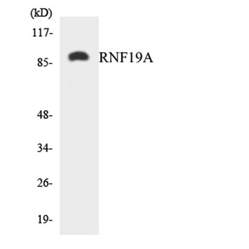 Dorfin antibody