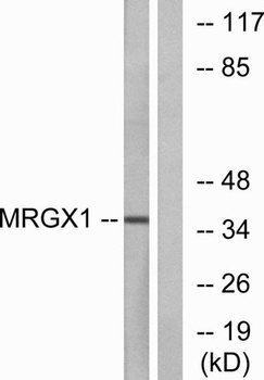MRGX1 rabbit pAb