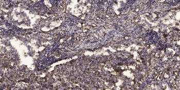 MRGX1 rabbit pAb
