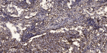 MRGX1 antibody