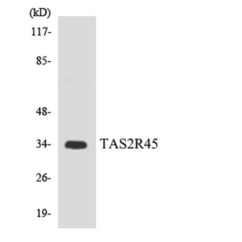 T2R45 rabbit pAb Antibody