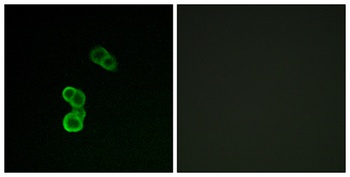 GAP-43 (phospho Ser41) rabbit pAb