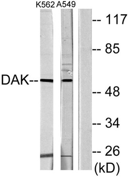 DHA Kinase antibody