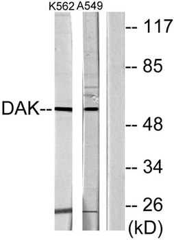 DHA Kinase rabbit pAb