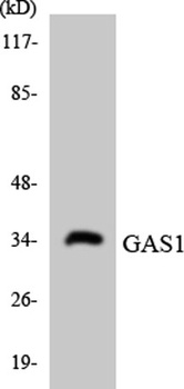 Gas1 rabbit pAb
