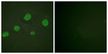 GATA-3 (phospho-Ser308) antibody