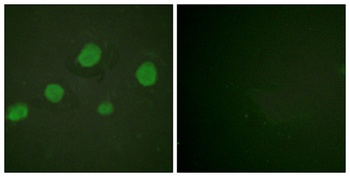 GATA-3 (phospho Ser308) rabbit pAb